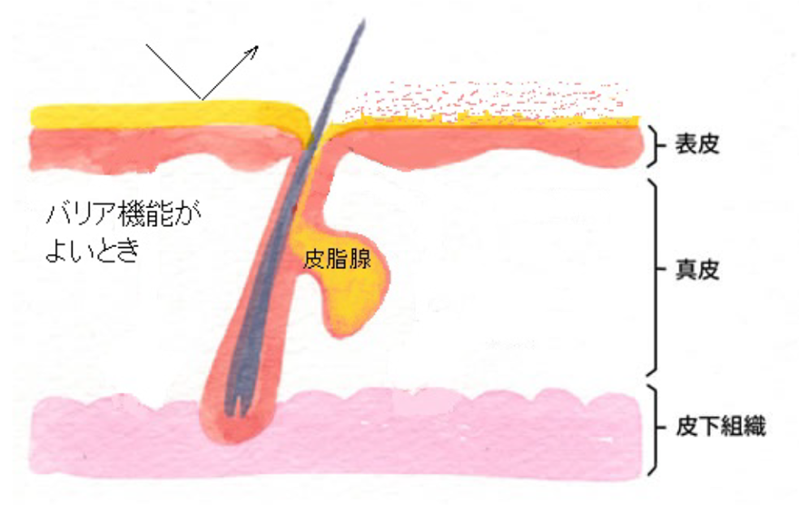 皮膚バリア機能イメージ